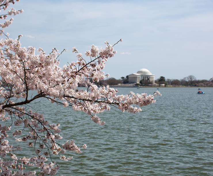 A view of the Jefferson Monument and Tidal Basin framed by cherry blossoms.