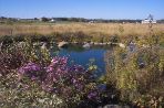 An image of the prairie swale after the year 2000, when shrubs, plants and ponds were introduced.