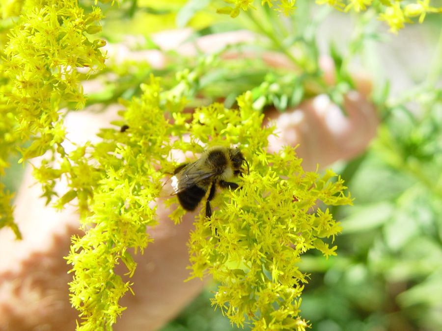 A bee resting on a yellow flower.