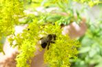 A bee resting on a yellow flower.