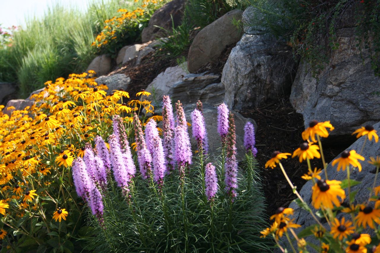 Lilacs and yellow cone flowers