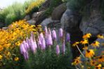 Lilacs and yellow cone flowers