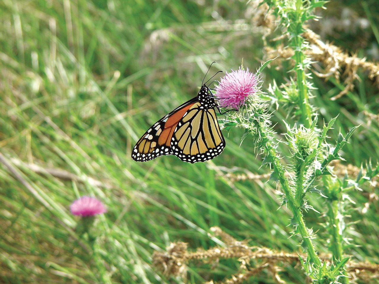 A monarch butterfly sitting on tall grass.