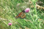 A monarch butterfly sitting on tall grass.