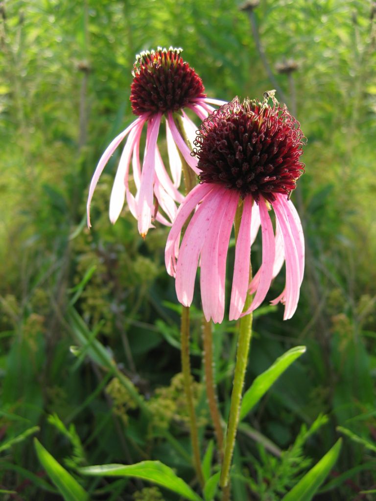 A picture of a pink cone flower