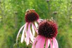 A picture of a pink cone flower