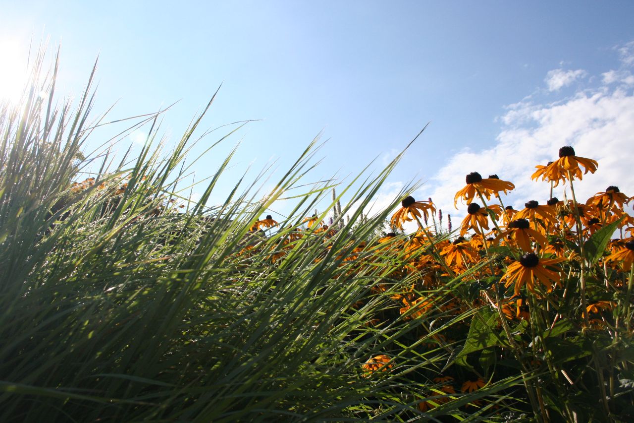 Tall prairie grass and yellow cone flowers.