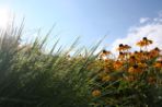 Tall prairie grass and yellow cone flowers.