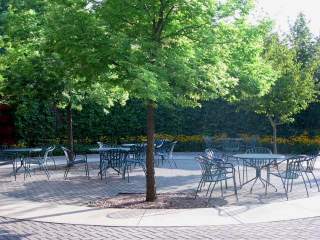 An image of the outdoor patio with table and chairs and a large tree in the middle.