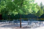 An image of the outdoor patio with table and chairs and a large tree in the middle.