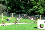 Children at Woods Hollow sit in their hammocks outside.