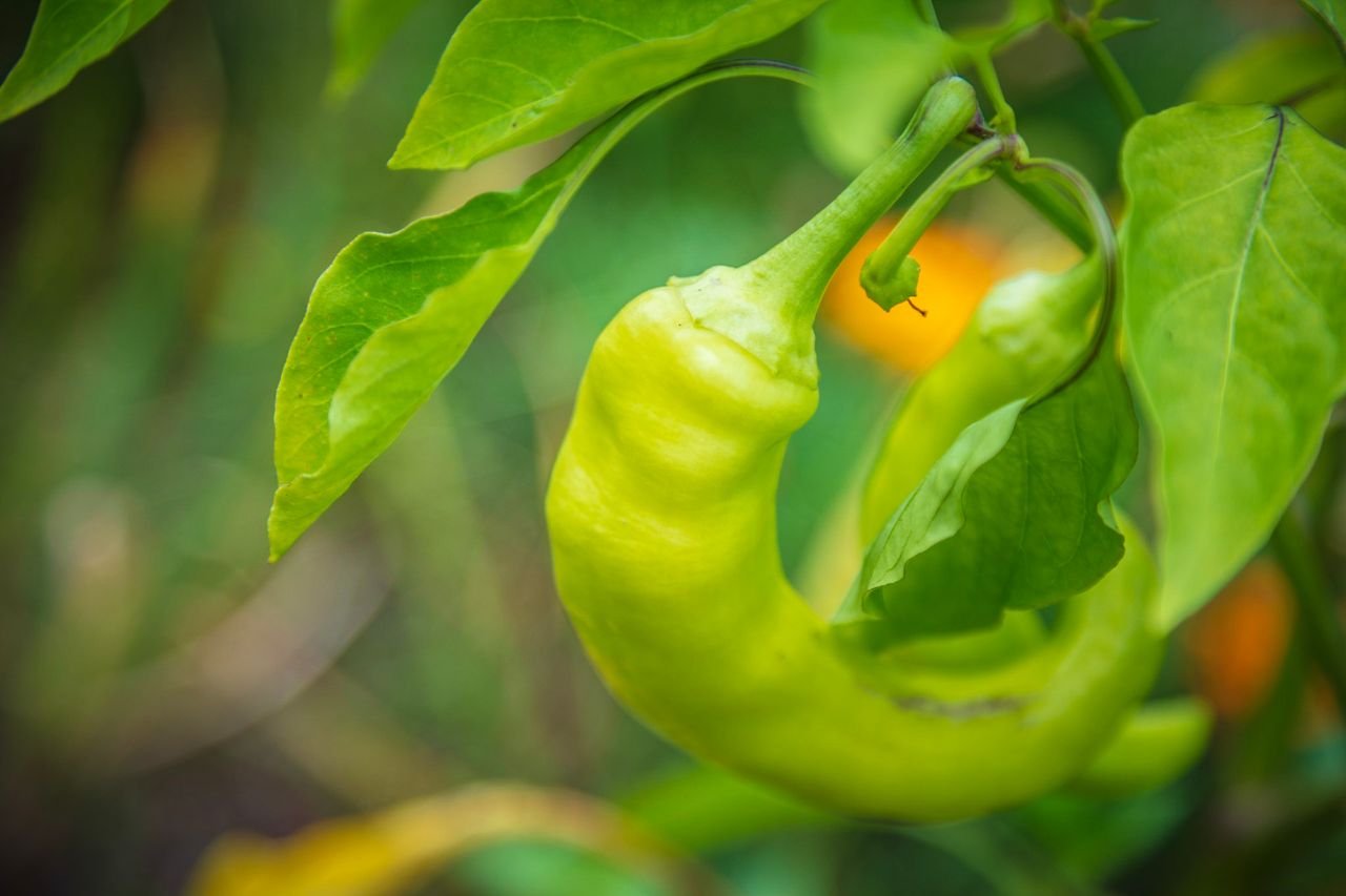 A small,  lime green pepper growing in the employee garden.