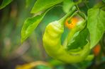 A small,  lime green pepper growing in the employee garden.