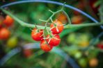 Three bright red baby tomatoes from the employee garden.