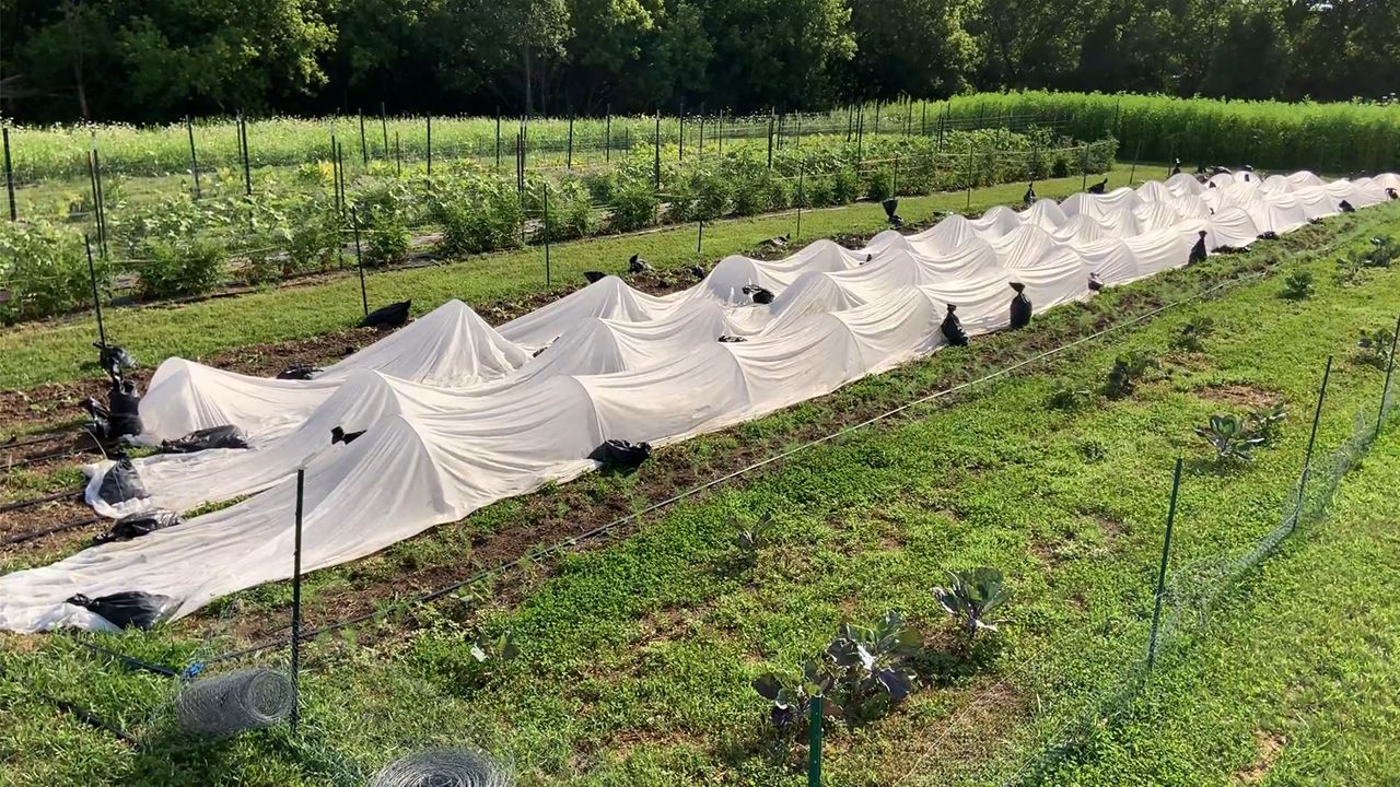 a few garden rows