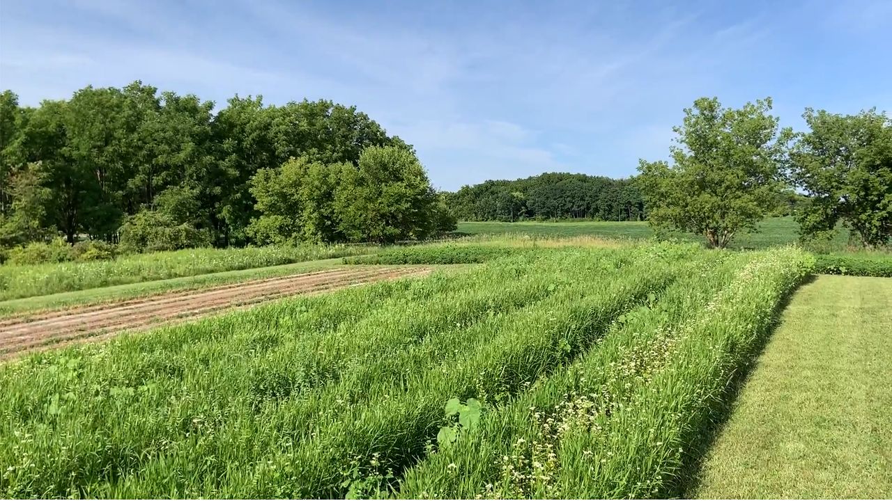 a few rows of a garden