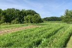 a few rows of a garden