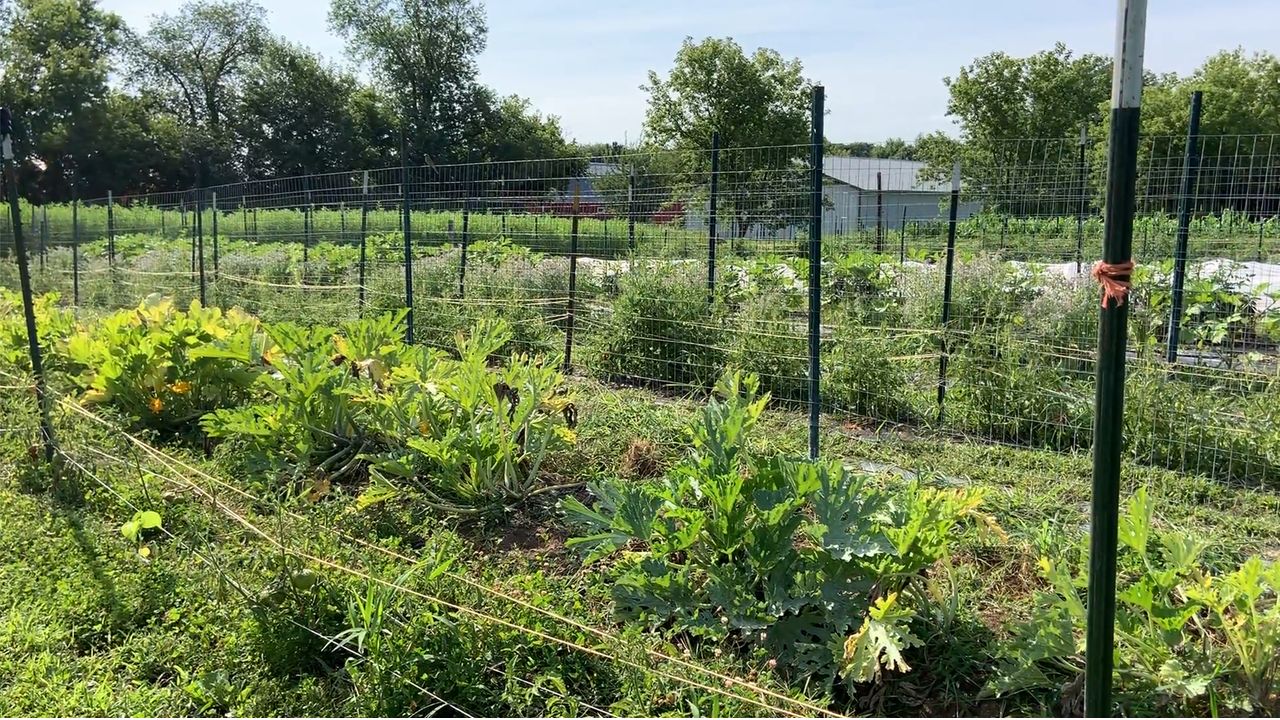 a few rows of the garden