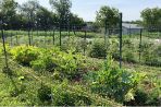 a few rows of the garden