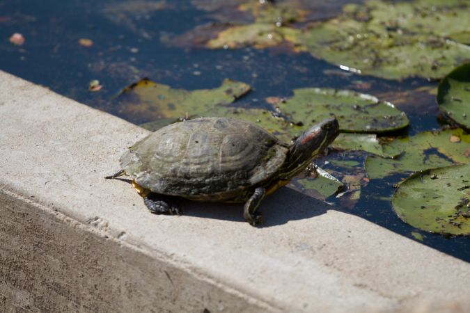 Turtle in the park