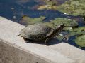 Millennium Oaks ParkTurtle in the park