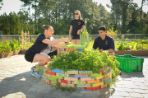 Two female and two male students are taking care of planting bed of herbs.