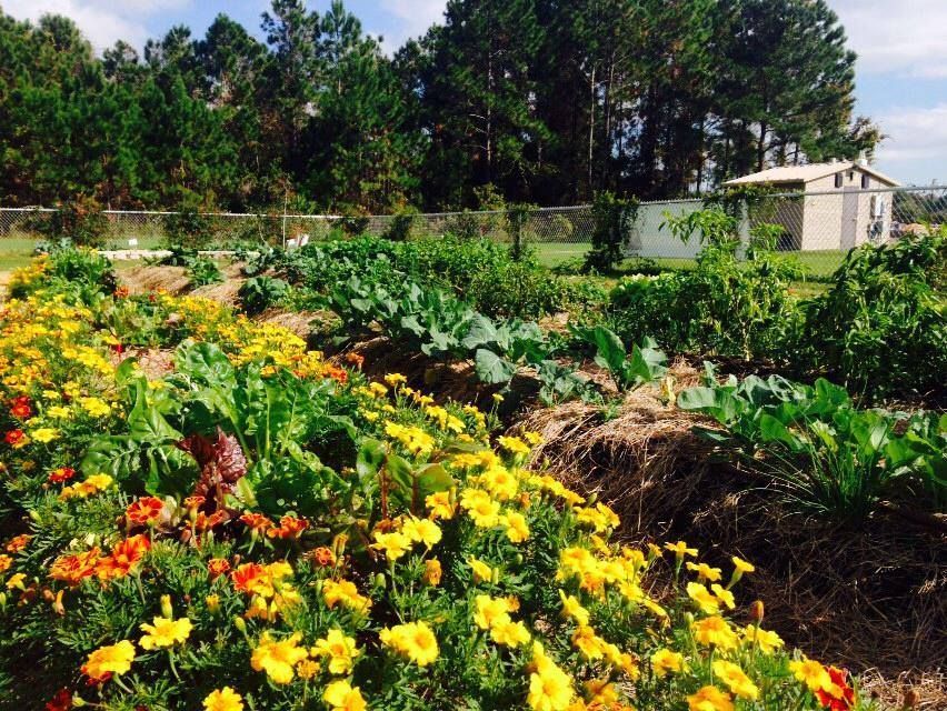 Rows of flowers and vegetables.