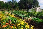 Rows of flowers and vegetables.